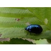 Linaeidea aenea (Linnaeus, 1758) Rynnica olchowa